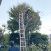 新年一発目の高所植栽剪定-サムネイル