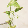おもしろ植物シリーズNO.3「ひこうき草」-サムネイル