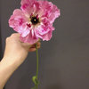 【今日のお花】ラナンキュラスの「シャルロット」-サムネイル