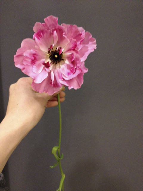 Flower_Blog_20140221.jpg