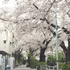 呑川緑道も桜満開-サムネイル