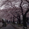 ３年ぶりの桜＆祝３周年-サムネイル
